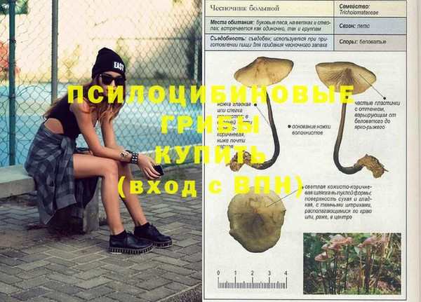 дмт Бородино